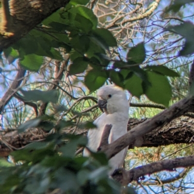 Cacatua galerita (Sulphur-crested Cockatoo) at Table Top, NSW - 21 Dec 2021 by Darcy