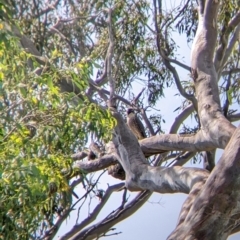 Falco peregrinus (Peregrine Falcon) at Table Top, NSW - 21 Dec 2021 by Darcy