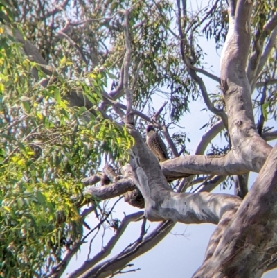 Falco peregrinus (Peregrine Falcon) at Table Top, NSW - 21 Dec 2021 by Darcy
