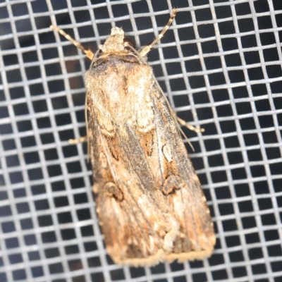 Agrotis munda (Brown Cutworm) at O'Connor, ACT - 22 Dec 2021 by ibaird