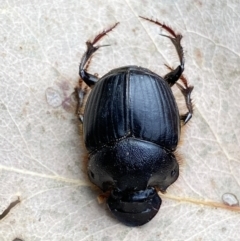 Onthophagus sp. (genus) (Dung beetle) at Mount Fairy, NSW - 28 Dec 2021 by SteveBorkowskis