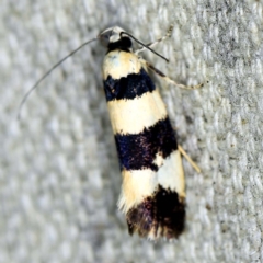 Telecrates melanochrysa (Telecrates melanochrysa) at O'Connor, ACT - 22 Dec 2021 by ibaird