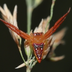 Arkys walckenaeri (Triangle spider) at Acton, ACT - 28 Dec 2021 by TimL