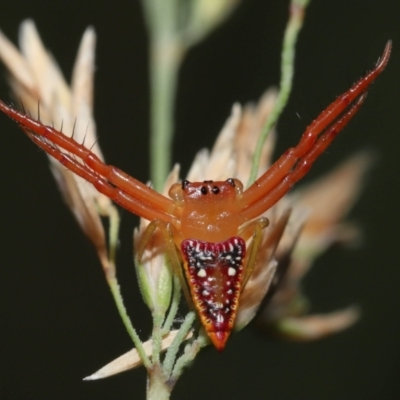 Arkys walckenaeri (Triangle spider) at Acton, ACT - 27 Dec 2021 by TimL