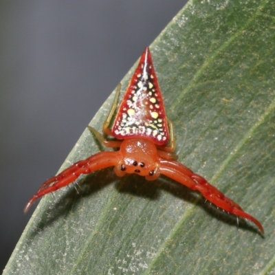 Arkys walckenaeri (Triangle spider) at Acton, ACT - 28 Dec 2021 by TimL