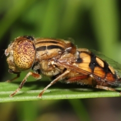 Eristalinus punctulatus (Golden Native Drone Fly) at Acton, ACT - 28 Dec 2021 by TimL