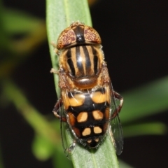 Eristalinus punctulatus at Acton, ACT - 28 Dec 2021 11:31 AM