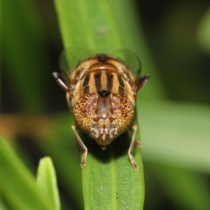 Eristalinus punctulatus at Acton, ACT - 28 Dec 2021