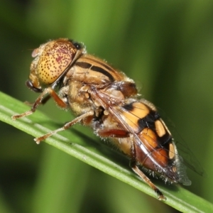 Eristalinus punctulatus at Acton, ACT - 28 Dec 2021 11:31 AM