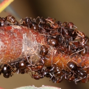 Eurymeloides punctata at Jerrabomberra, ACT - 28 Dec 2021