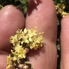 Phebalium squamulosum subsp. ozothamnoides (Alpine Phebalium, Scaly Phebalium) at Cotter River, ACT - 20 Dec 2021 by BrianH