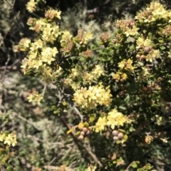 Phebalium squamulosum subsp. ozothamnoides at Cotter River, ACT - 20 Dec 2021