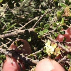 Phebalium squamulosum subsp. ozothamnoides at Cotter River, ACT - 20 Dec 2021