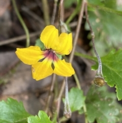 Goodenia hederacea subsp. alpestris at Cotter River, ACT - 27 Dec 2021 by Ned_Johnston