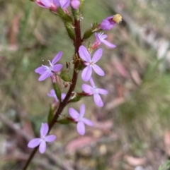 Stylidium armeria subsp. armeria (thrift trigger plant) at Cotter River, ACT - 28 Dec 2021 by NedJohnston