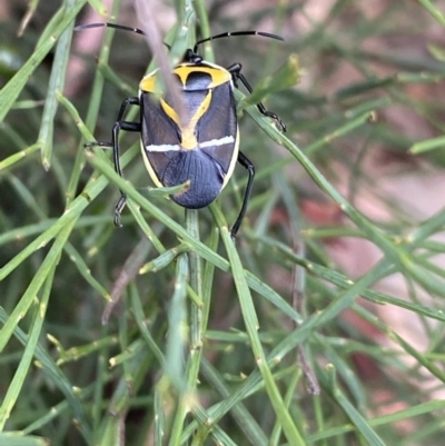 Commius elegans (Cherry Ballart Shield Bug) at Cotter River, ACT - 28 Dec 2021 by NedJohnston