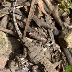 Rankinia diemensis (Mountain Dragon) at Cotter River, ACT - 27 Dec 2021 by Ned_Johnston