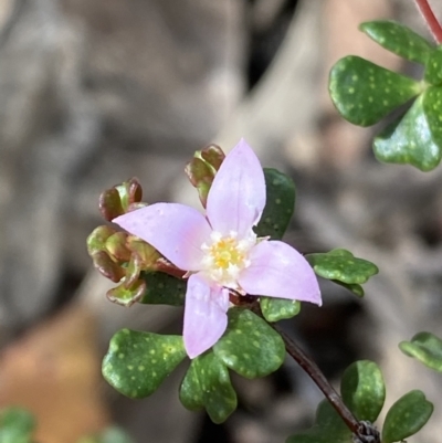 Boronia algida (Alpine Boronia) at Cotter River, ACT - 27 Dec 2021 by Ned_Johnston