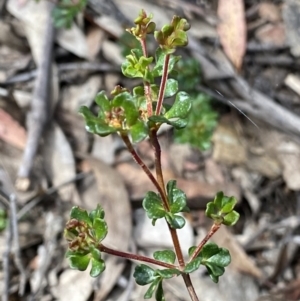 Boronia algida at Cotter River, ACT - 28 Dec 2021