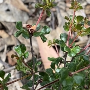 Boronia algida at Cotter River, ACT - 28 Dec 2021