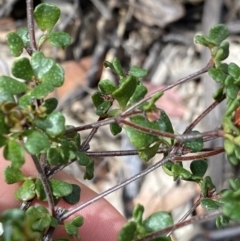 Boronia algida at Cotter River, ACT - 28 Dec 2021