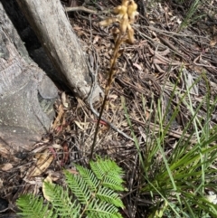 Gastrodia procera at Cotter River, ACT - suppressed