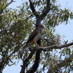 Accipiter fasciatus (Brown Goshawk) at Ainslie, ACT - 25 Dec 2021 by jb2602