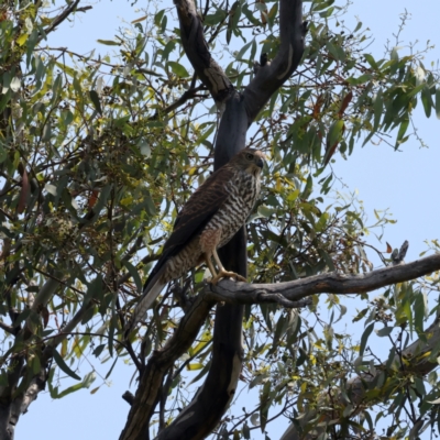 Tachyspiza fasciata (Brown Goshawk) at Ainslie, ACT - 26 Dec 2021 by jb2602