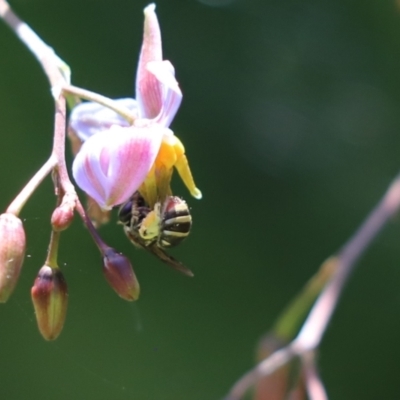 Lipotriches (Austronomia) phanerura (Halictid Bee) at Cook, ACT - 15 Dec 2021 by Tammy