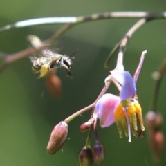 Lipotriches (Austronomia) phanerura at Cook, ACT - 15 Dec 2021