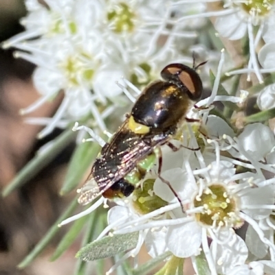 Odontomyia hunteri (Soldier fly) at Mount Jerrabomberra - 29 Dec 2021 by SteveBorkowskis