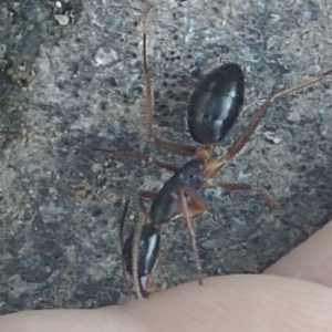 Camponotus sp. (genus) at Spence, ACT - 28 Dec 2021