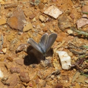 Zizina otis at Lake George, NSW - 24 Dec 2021 12:49 PM