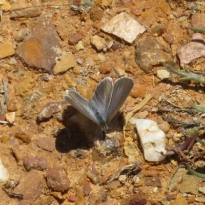 Zizina otis (Common Grass-Blue) at Lake George, NSW - 24 Dec 2021 by Christine