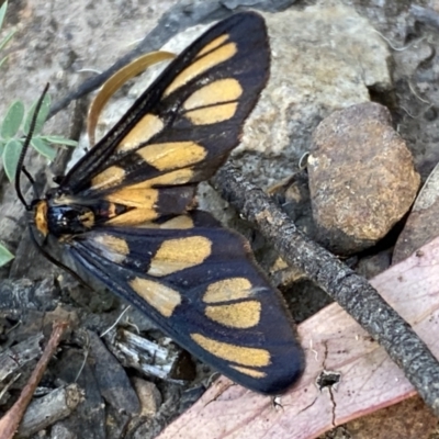 Amata (genus) (Handmaiden Moth) at Mount Jerrabomberra - 29 Dec 2021 by SteveBorkowskis