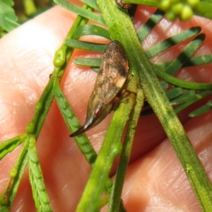 Philagra parva at Lake George, NSW - 24 Dec 2021 01:52 PM