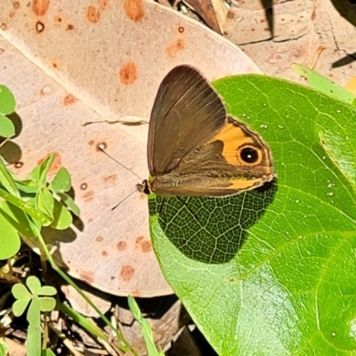 Hypocysta metirius (Brown Ringlet) at Narrawallee, NSW - 29 Dec 2021 by trevorpreston