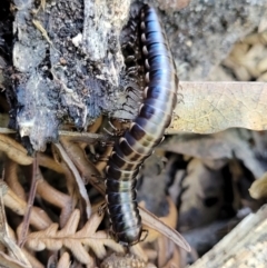Unverified Millipede (Diplopoda) at Narrawallee, NSW - 29 Dec 2021 by trevorpreston