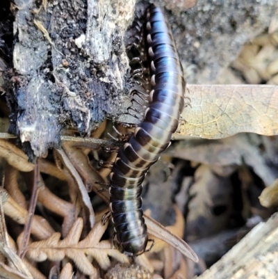 Unidentified Millipede (Diplopoda) at Narrawallee, NSW - 28 Dec 2021 by tpreston