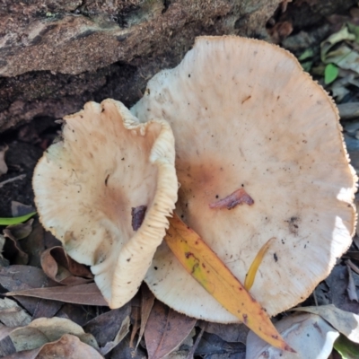 Unidentified Cap on a stem; gills below cap [mushrooms or mushroom-like] at Narrawallee, NSW - 29 Dec 2021 by trevorpreston