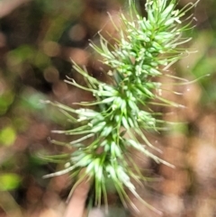 Echinopogon (genus) (Hedgehog Grass) at Narrawallee, NSW - 29 Dec 2021 by trevorpreston