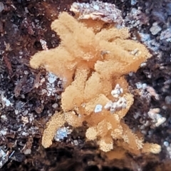 Arcyria sp. (genus) (A slime mould) at Narrawallee, NSW - 28 Dec 2021 by trevorpreston