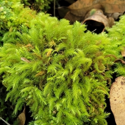 Unidentified Moss, Liverwort or Hornwort at Narrawallee, NSW - 28 Dec 2021 by tpreston