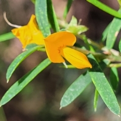 Pultenaea blakelyi (Blakely's Bush-pea) at Narrawallee, NSW - 29 Dec 2021 by trevorpreston