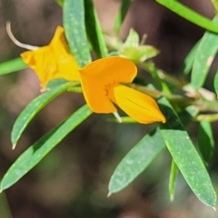 Pultenaea blakelyi (Blakely's Bush-pea) at Narrawallee, NSW - 28 Dec 2021 by trevorpreston