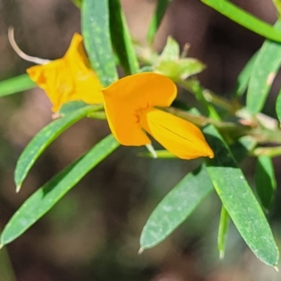 Pultenaea blakelyi (Blakely's Bush-pea) at Narrawallee, NSW - 29 Dec 2021 by trevorpreston