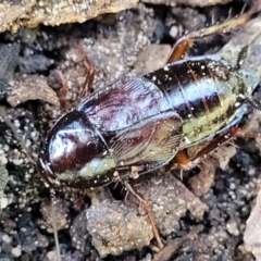 Paratemnopteryx couloniana (A native cockroach) at Narrawallee, NSW - 29 Dec 2021 by trevorpreston