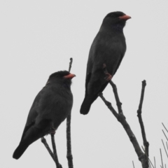 Eurystomus orientalis (Dollarbird) at Tuross Head, NSW - 26 Dec 2021 by HelenCross