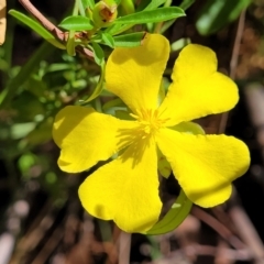 Hibbertia linearis (Showy Guinea Flower) at Narrawallee, NSW - 29 Dec 2021 by trevorpreston