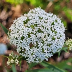 Platysace lanceolata (Shrubby Platysace) at Narrawallee, NSW - 29 Dec 2021 by trevorpreston